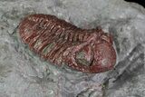Red Barrandeops Trilobite - Hmar Laghdad, Morocco #69738-3